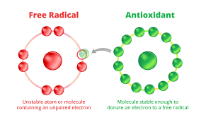 Antiossidanti: Un valido aiuto per la salute del  nostro organismo